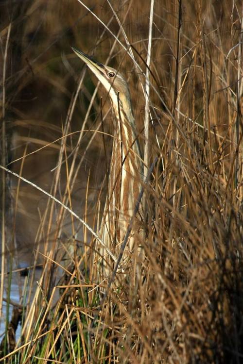 typhlonectes:American Bittern (Botaurus lentiginosus)American Bitterns are relatively common wading 