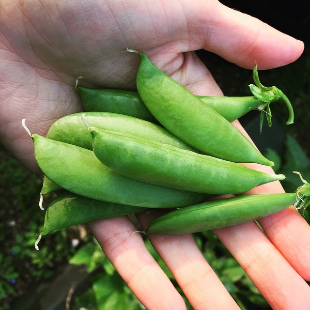 Picked from my garden tonight. Delicious snack. #urbangarden #Chicago