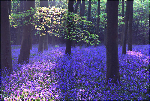 journey-through-the-trees:  fairy—blood:  ✧  