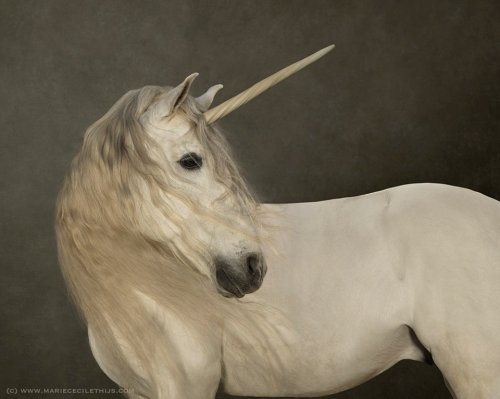 Marie Cecile Thijs is a photographer specialising in human and animal portraits. Her uncanny and fan