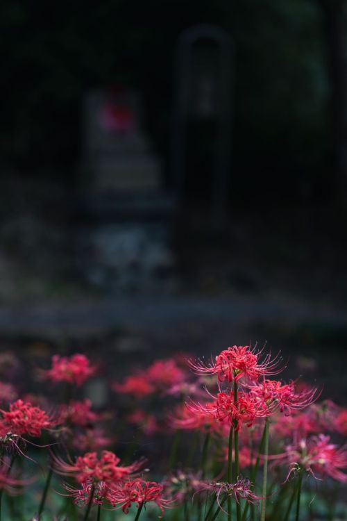 shunya-wisteria:彼岸花を探して - 2021の秋 心地の良い秋らしい気候となりつつある今日、今年もこのシーズンは彼岸花から。府中郷土の森博物館と高幡不動尊へ足を運んでみた。 Keep 