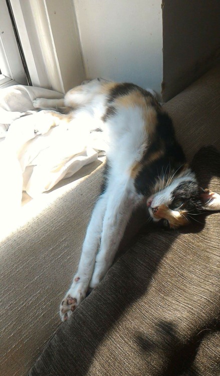 A cat named Nibbler. Witney, UK, 23 July 2016. Submitted by Rebecca.