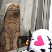 chikuwathecat:  chikuwathecat:Ghost: Trick or treat !Chikuwa: What do you want ?Ghost: