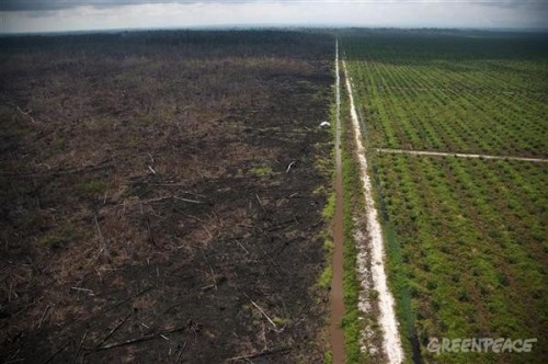 Image: GreenpeaceLand Clearing and the Biofuel Carbon DebtIncreasing energy use, climate change, and