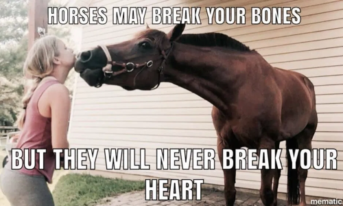 *redraws facebook horse memes into Clove*