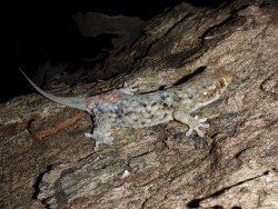 cool-critters:  markscherz:  usefulmistakes:  Off the scale - new species of gecko with tear-away skin A new species of gecko which evades predators by shedding its massive scales has been discovered by scientists working in Madagascar.  The species,