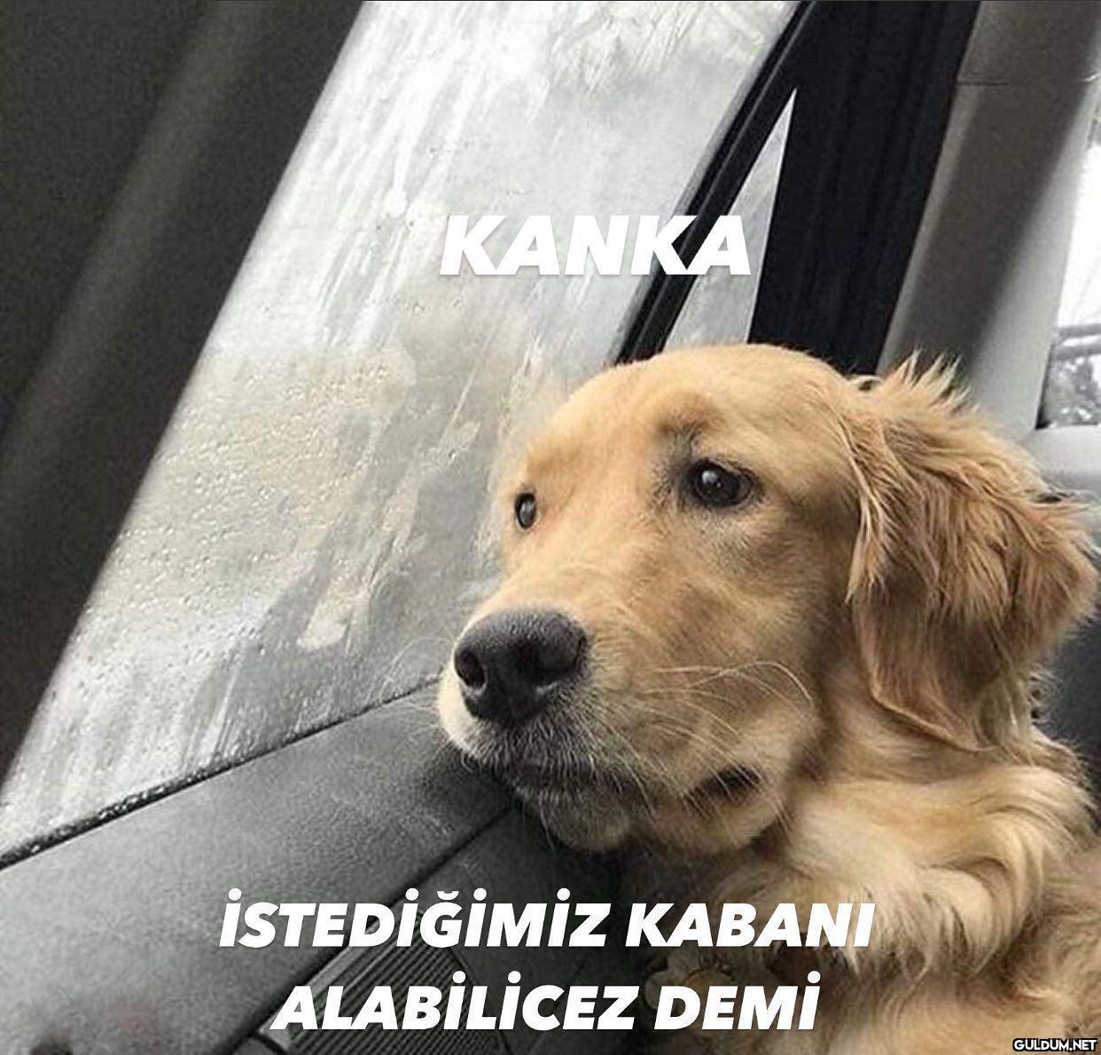 olme karabas    KANKA...