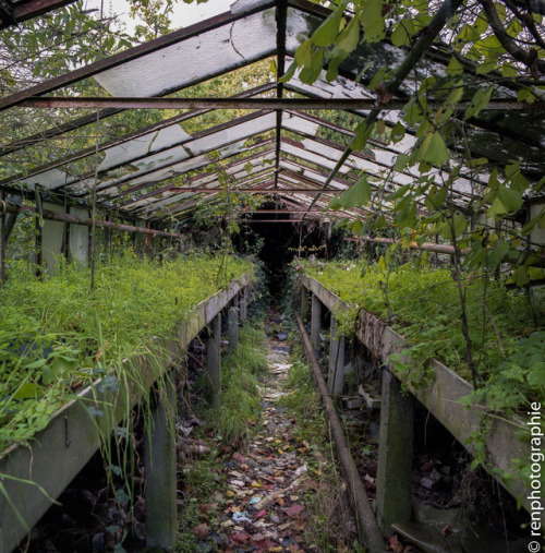 renphotographie: Verdure.Hasselbladfuji 160