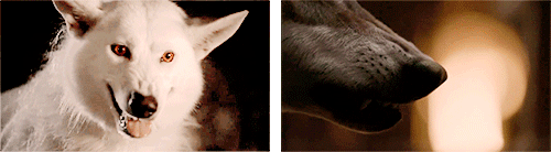asbraveasrobb:Jon & Ghost  //  Robb & Grey Wind(for @queen–of–thorns)