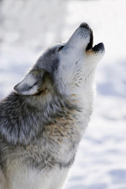 beautiful-wildlife:  Winter Howl by Mark Newman