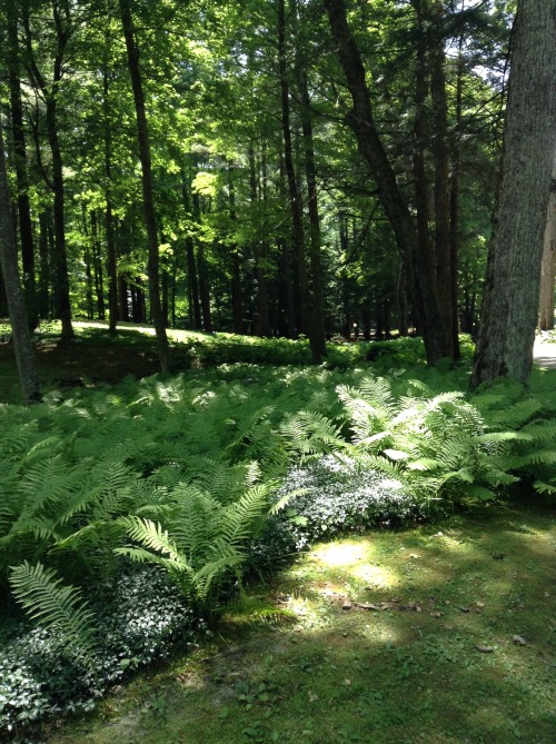 helllnope:  plants are so beautiful and cool 