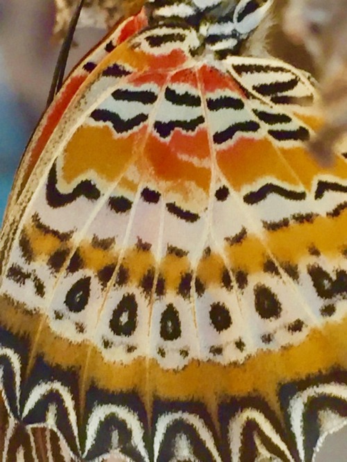 mothsperhour: Red Lacewing (Cethosia biblis)Outer wing Close-up12.24.18