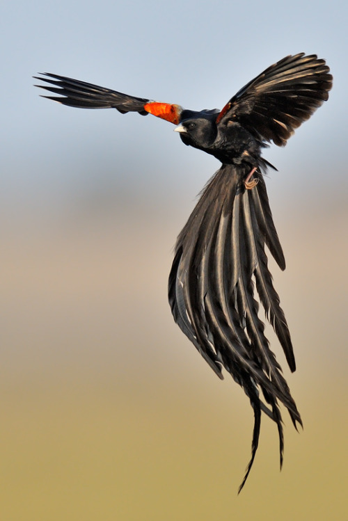 iluvsouthernafrica:  The Long-tailed Widowbird: The Long-tailed Widowbird is found in Angola, Botswana, the Democratic Republic of the Congo, Kenya, Lesotho, South Africa, Swaziland and Zambia.  The first time I saw this bird was in book when I was a
