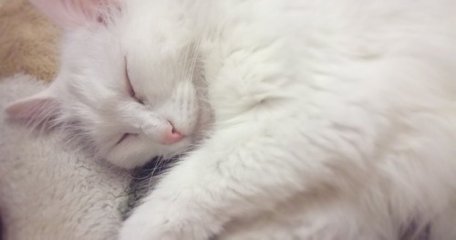 cosmoillusion:What a cute lil angel