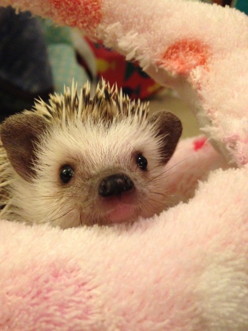 littlepipthehedgehog: Picture Spam