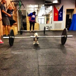 You gotta start them out early! #getbig #puppy