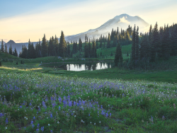 expressions-of-nature:  by Stephen Kacirek Mt. Rainier, WA 