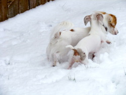 piebalddachshunds:  Attack!