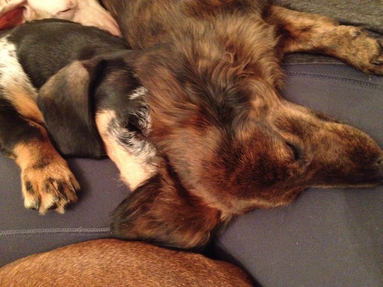 perfumed-ponce:  ivyblossom:  annanymousss:  My family runs a dachshund rescue and,