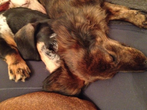 ivyblossom:  annanymousss:  My family runs a dachshund rescue and, well……..this is usually what it looks like  I do not have an abundance of dachshunds on my person at present. Clearly I have made all the wrong life choices.