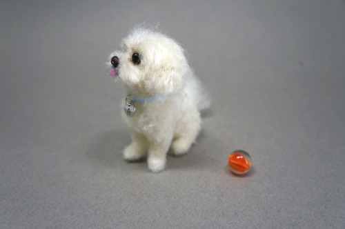  A needle felted Maltese named “Apple”.  She has an interesting face with the sideway to