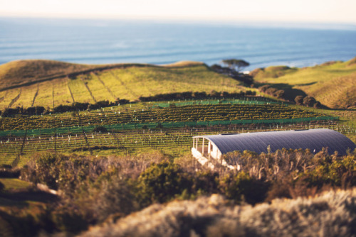 taranaki