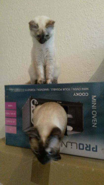 I received a miniature oven in the mail and made a house out of the boxes. They’re very pleased with