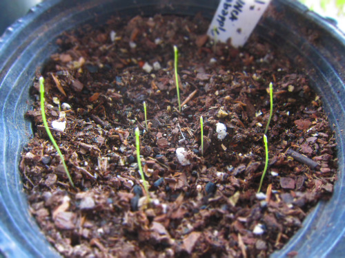 March 2016 - UNCA Crabapple seeds are up!Things germinated! They are so tiny and slender though?? Af