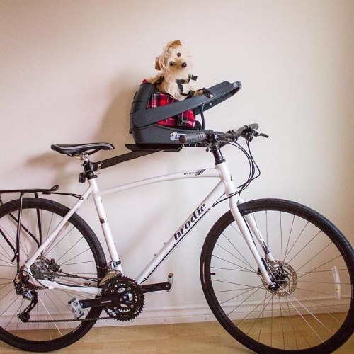 brodiebikes:  When two wheels is better than four legs @jack_yvr #EscapeEveryday @bolandia_yvr #dog 