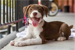 handsomedogs:    Good girl! | Wolfman Blacque