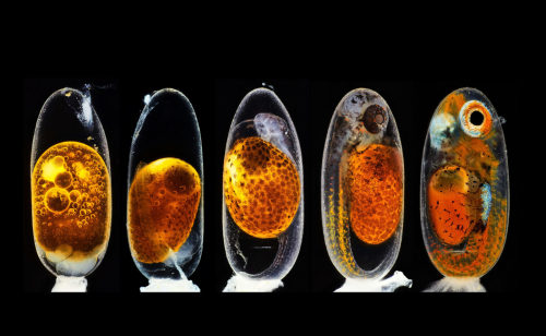 2020 Photomicrography Competition (Nikon&rsquo;s Small World)Congrats to the winners!- 1st 