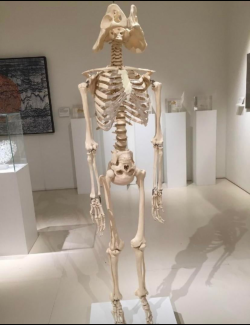 evilwizard:a-sentient-cup:evilwizard:himbofisher:hi im sort of a skeleton expert. you done fucked upI beg to differ this is so embarrassing