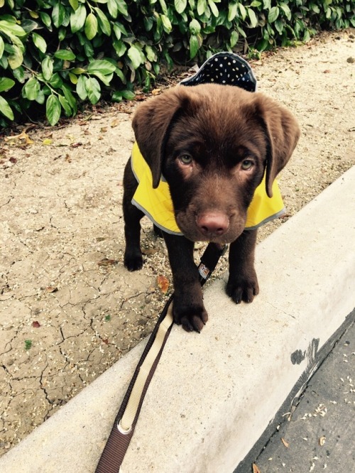 deep-vibrati0ns: all suited up for the rain