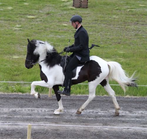 icelandichorsepower:Rósalín frá Efri-Rauðalæk