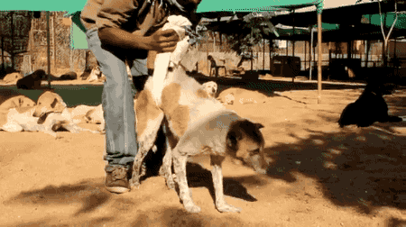 gifsboom: Dog unable to walk gets physical therapy . [video]