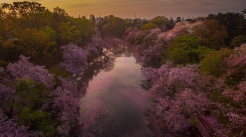 mymodernmet:Fallen Cherry Blossom Petals Fill a Lake in Japan for Naturally Beautiful Scenes From Ab