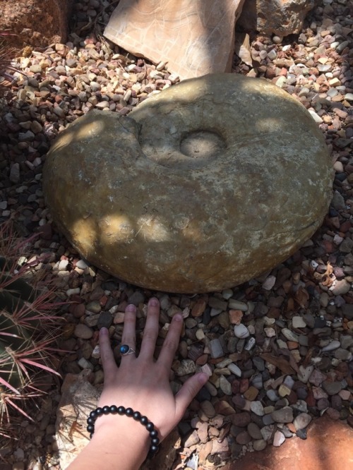 thatgeologistchick:Visited my fav giant ammonites at Will Rogers Park!