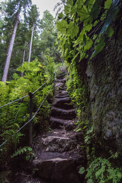 geologise:  SUBMISSION Big Basin Redwoods State Park, CA Canon 60D http://timetopicture.tumblr.com/