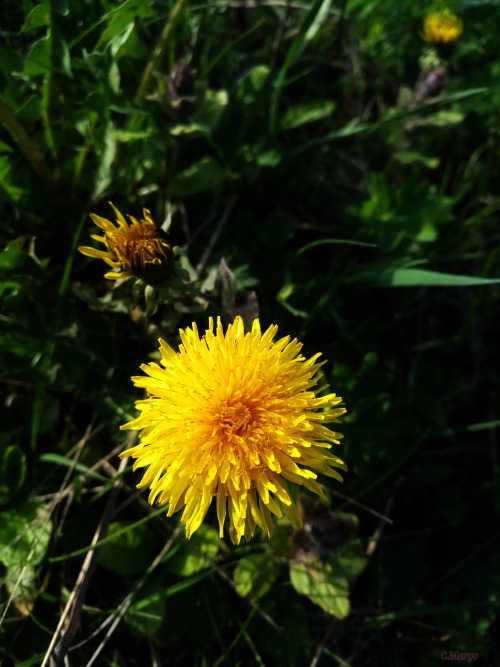 (. Taraxacum) . 24. Dandelions In The Forest. May 24.