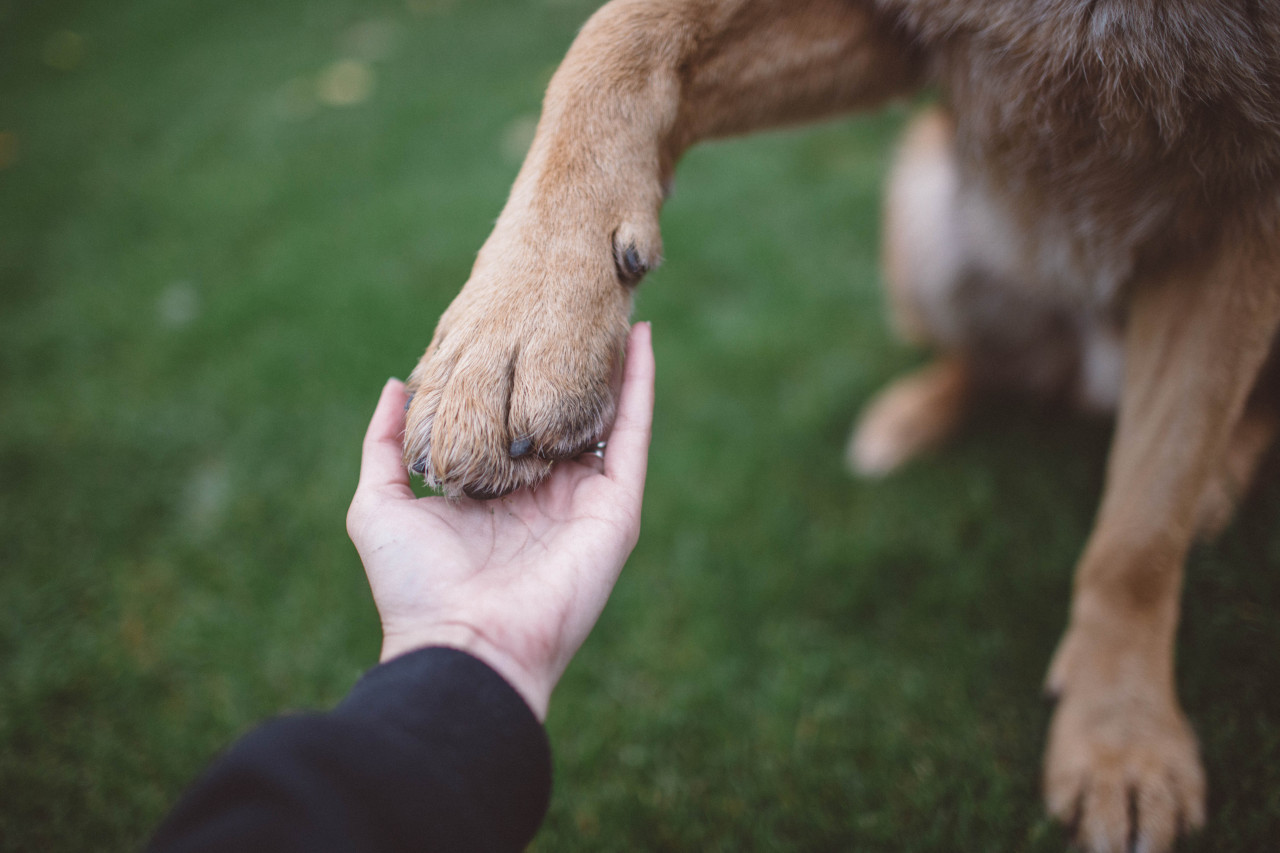 if-people-were-rain:  I really fricking love my dog.