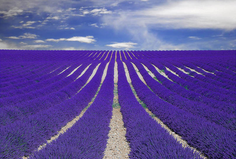  Lavender field, Provence, France 