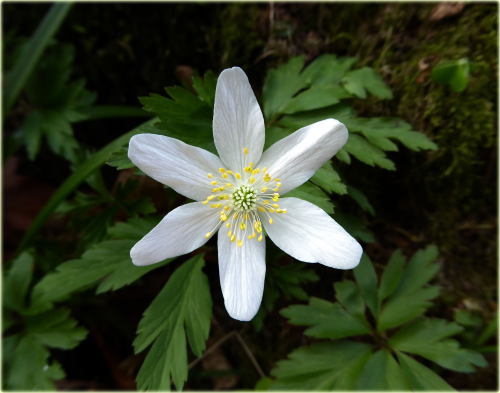 botanytom:Anemone nemorosa (Wood Anemone). #me 