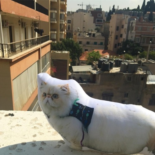 MarHabā Beirut! #fluffypantsdaily #pillowlucysgrandadventure #beirut #lebanon #catsoflebanon #catsta