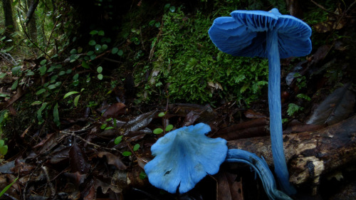 innerbohemienne: Entoloma hochstetteri, native to the west coast of New Zealand