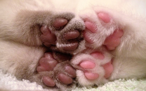 kittehkats:  Oh Noes, Kitty Toes! Anybody porn pictures