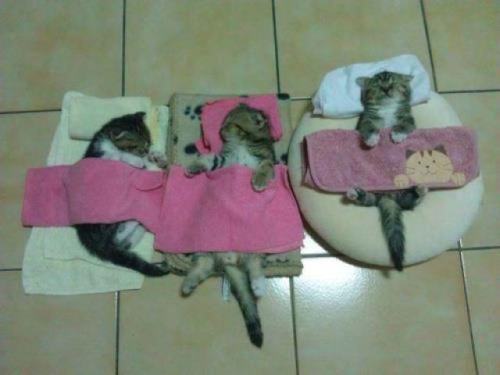 pleatedjeans:  21 Adorable Tucked in Cats