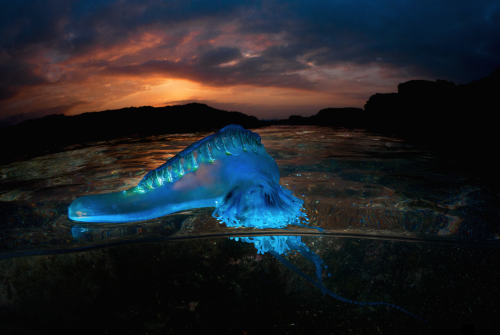 carbonking:  nubbsgalore:  photos by matt smith from the Illawarra coast in new south wales of bluebottles, violet snails and blue dragons.  despite its resemblance to the jellyfish, the bluebottle is more closely related to coral. known as a zooid,