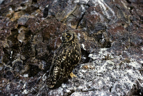 motivatedslacker:ainawgsd:Owls are masters of disguise, blending seamlessly into their surroundings.