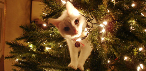de-lila-a-medio-dia:    Inaugurating the Christmas season!   ♥