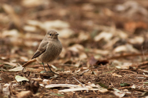 Black redstart (female)Canon 40D, Sigma 300 apo macro macro ,hand-heldI’like to thank you all for yo